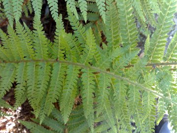 Polystichum sp.